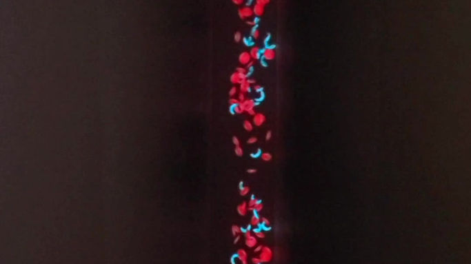 Blood Flow Projection